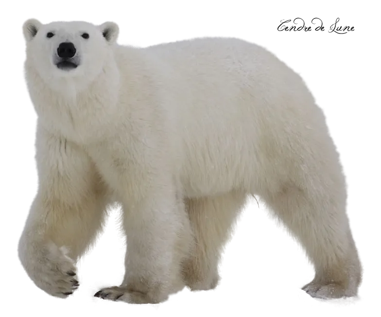 bear in mountain landscape, scenic view, wild nature png